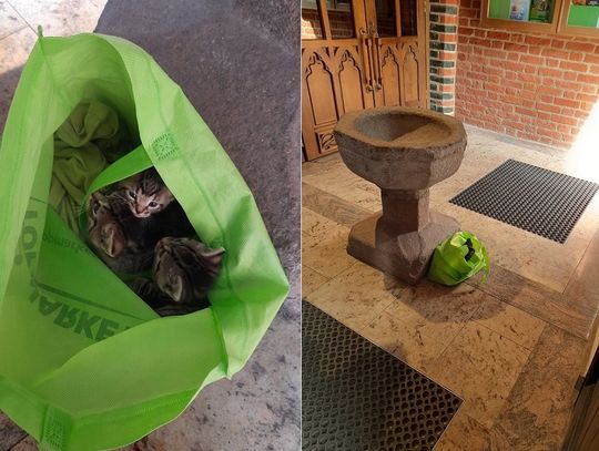 Ktoś podrzucił do elbląskiej katedry 4 kocięta