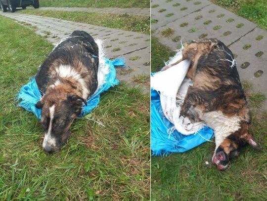 Ktoś utopił psa, sprawę prowadzi "psi detektyw" z Elbląga