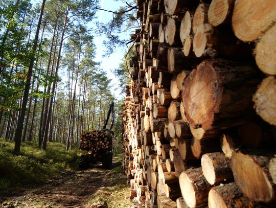 Kupujesz drewno z niesprawdzonego źródła? Być może wspierasz jego kradzież!