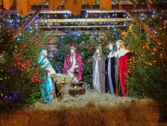 "Laska Józefa" skradziona z elbląskiej szopki bożonarodzeniowej