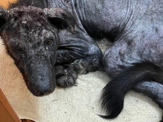 Ledwo stał na łapach — dramat młodego psa. Ruszyły policyjne ustalenia Ledwo stał na łapach — dramat młodego psa. Ruszyły policyjne ustalenia