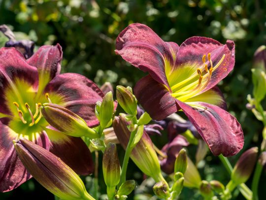 Liliowce – z czym sadzić te piękne kwiaty?