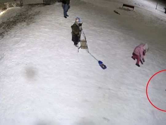 Lisy grasują w Elblągu. Ostatnio pojawiły się wśród dzieci [WIDEO]