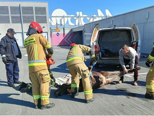 Łoś na dachu. Film z akcji ratunkowej [WIDEO]