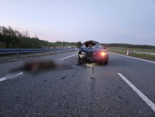 Łoś nie miał tu szans
