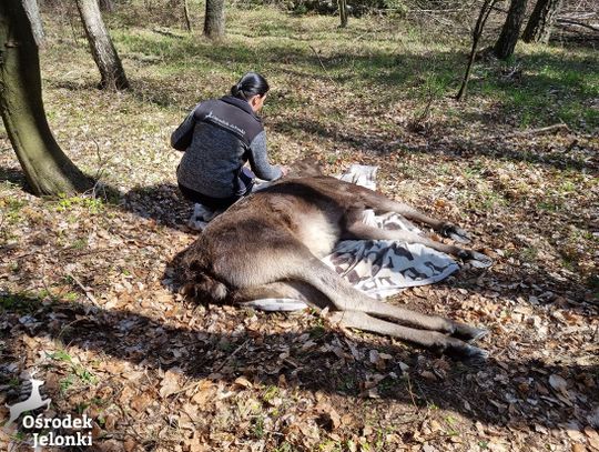 Łoś z CH Ogrody już w lesie [WIDEO]