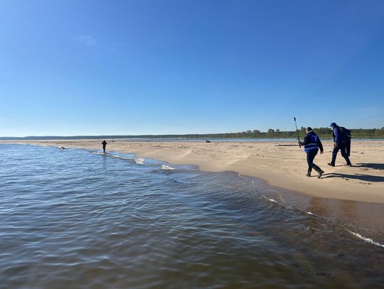 Martwy wieloryb na plaży w Mikoszewie. Apel do turystów