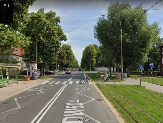 Masowa wycinka drzew w Elblągu? Miasto odpowiada