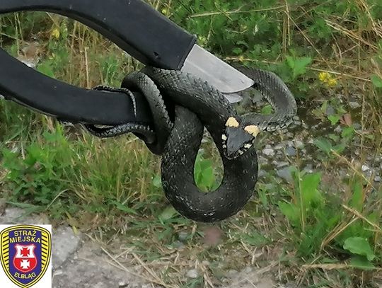 Mieszkańcy tej posesji przeżyli chwilę grozy