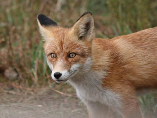 Mieszkańcy województwa warmińsko-mazurskiego otrzymali ostrzeżenie