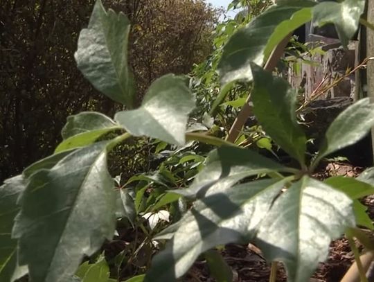 Mini ogród deszczowy w Parku Kajki i szałwiowe pole na Mazurskiej. Tak zazieleni się Elbląg!