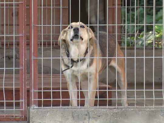 Modernizacja psiarni w elbląskim schronisku