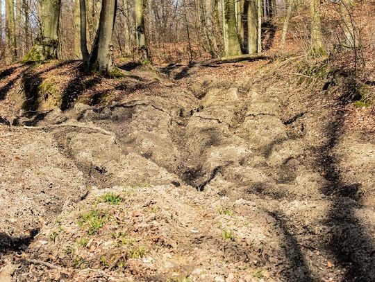 Motocykliści wpadli w lesie