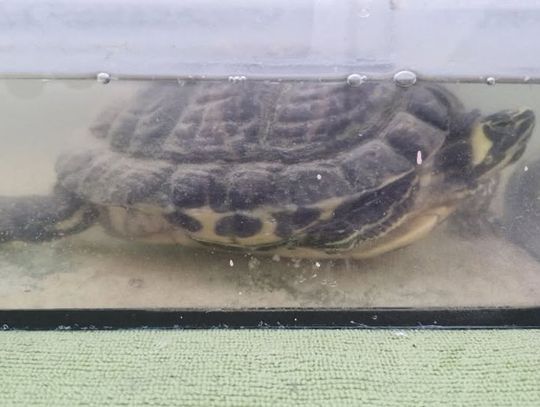 Myśleli, że to żart. W mieszkaniu czekał żółw Myśleli, że to żart. W mieszkaniu czekał żółw