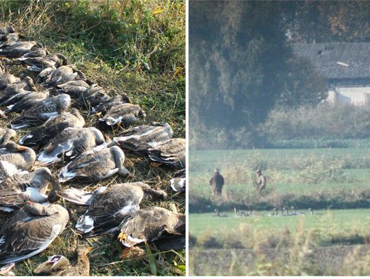 Myśliwi nie odpowiedzą za odstrzał ptaków nad Zalewem Wiślanym