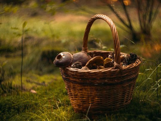 Na grzyby z leśnikami