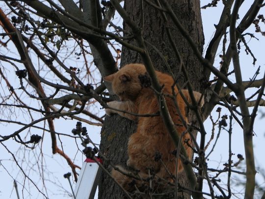 Na widok strażaków kot zszedł z drzewa