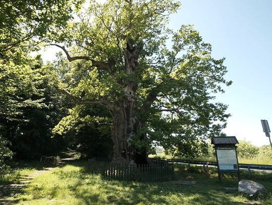 Najciekawsze drzewa regionu – w roli głównej dąb w Kadynach
