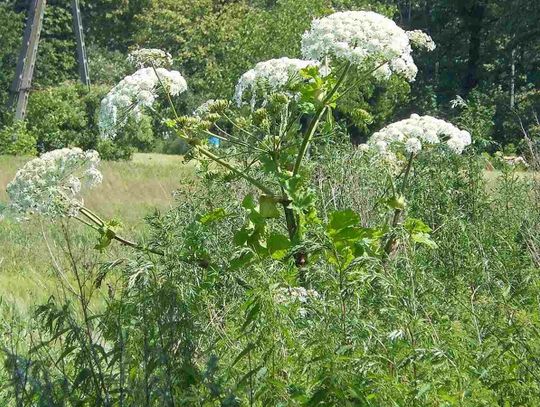 Najgroźniejsza roślina w Polsce. Lepiej się do niej nawet zbliżać