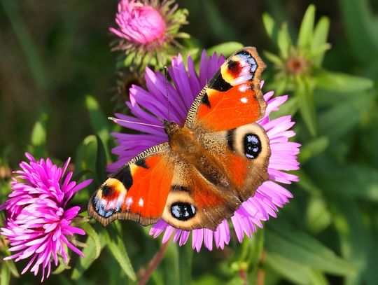 Najpiękniejsze motyle – fascynujące gatunki, które zachwycają kolorami