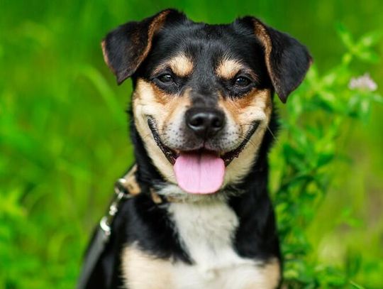 Nie możesz adoptować? Możesz pomóc! Elbląskie schronisko szuka wirtualnych opiekunów