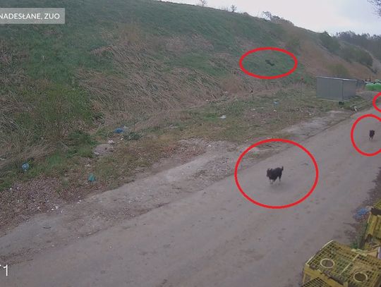 Niebezpieczne psy w Rubnie [WIDEO]