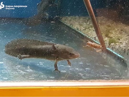 Nielegalne okazy zwierząt w sklepach w Elblągu!