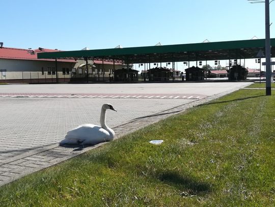 Nietypowy podróżny na przejściu