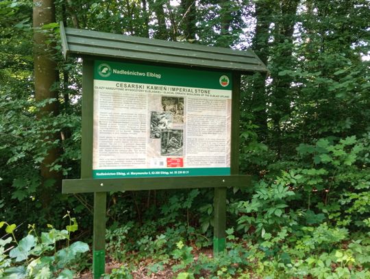 Odkryj tajemnice lokalnych lasów