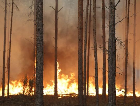 Ogromny pożar lasów. Strażacy z Elbląga ruszyli na pomoc