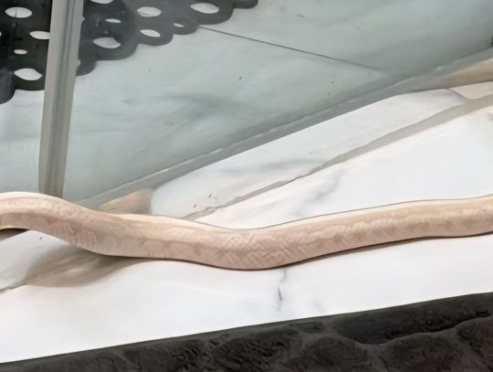 Otworzył drzwi do łazienki i zamarł. Metrowy wąż zniknął w odpływie w bloku w Elblągu! Otworzył drzwi do łazienki i zamarł. Metrowy wąż zniknął w odpływie w bloku w Elblągu!