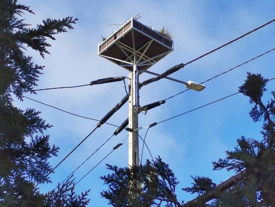 Pierwszy w Polsce „Domek wielorodzinny” dla bocianów powstał w Milejewie!