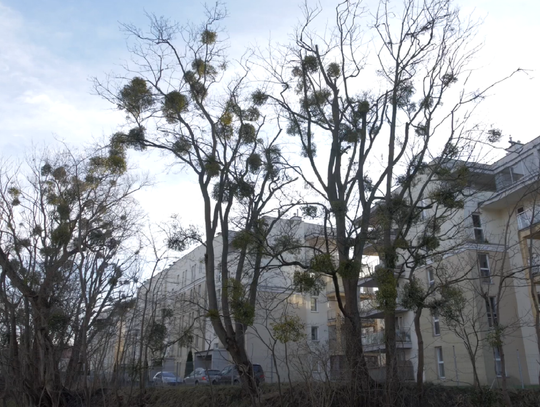 Pod jemiołą piły, a nie pocałunki. Szykuje się wycinka drzew w Parku Traugutta w Elblągu