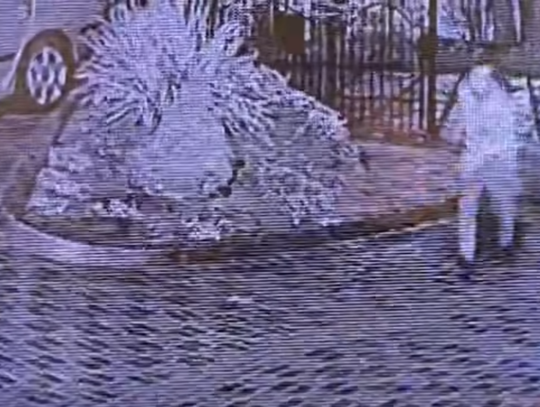 Policja w Elblągu poszukuje kobiety z nagrania monitoringu [WIDEO]