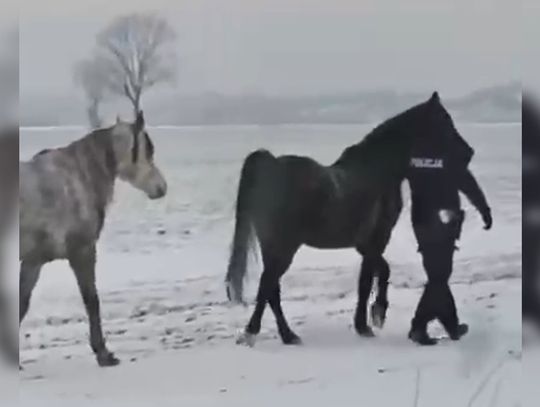 Policjanci zamiast piratów drogowych… gonili konie! [WIDEO]