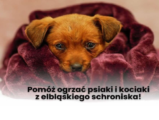 Pomóż ogrzać psy i koty z elbląskiego schroniska. Trwa zbiórka na opał [WIDEO]