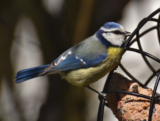 Pomóżmy skrzydlatym przyjaciołom – zimowe warsztaty w Elblągu