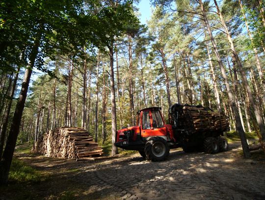 Poradnik - jak kupować drewno?