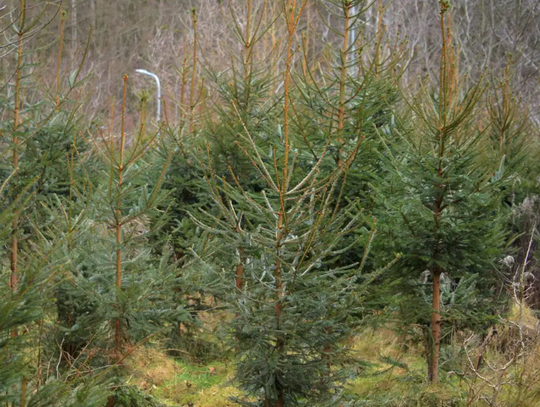 Posadź las z leśnikami