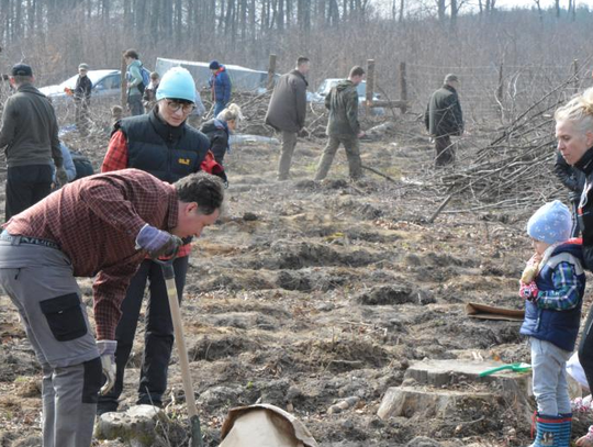 Posadziliśmy wspólnie 1800 dębów