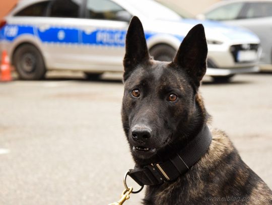 Potrafią znaleźć narkotyki, materiały wybuchowe i zatrzymać przestępcę