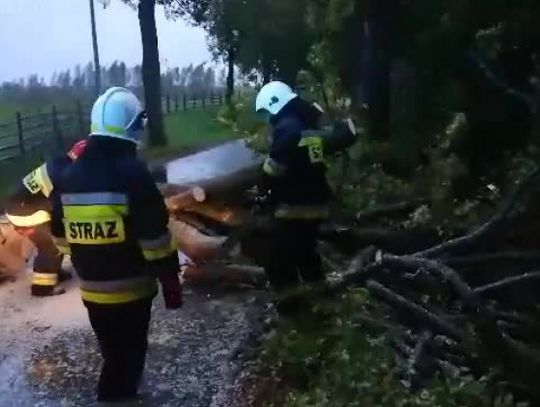 Pracowita noc dla strażaków z Elbląga i okolic. Silny wiatr powalał drzewa [WIDEO]