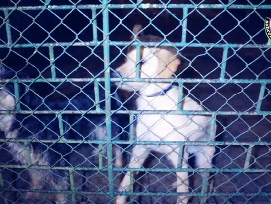 Prezydent Elbląga przeprowadzi kontrolę w schronisku dla zwierząt