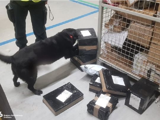 Przesyłki kurierskie sprawdzone przez psa