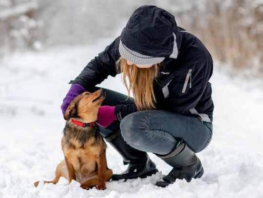 Psy i koty z elbląskiego schroniska potrzebują ciepła