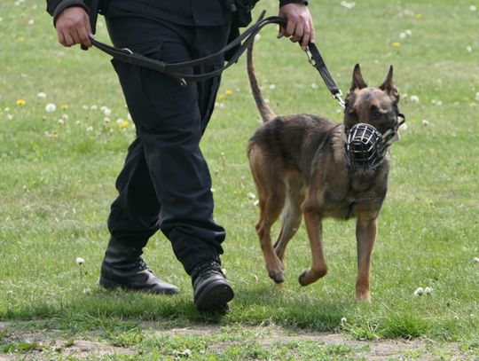 Psy pokażą swoją pracę na Starym Mieście!