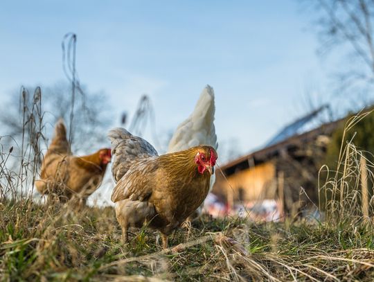 Ptasia grypa w powiecie elbląskim. Obowiązują strefy ochronne i nakaz spisu drobiu