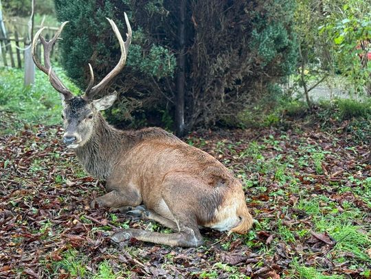 Ranny jeleń szukał pomocy u mieszkańców Jagodna Ranny jeleń szukał pomocy u mieszkańców Jagodna