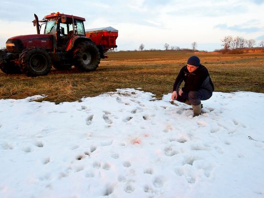 Regionalna Dyrekcja Środowiska zabrała głos w sprawie wilków pod Elblągiem