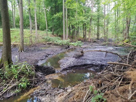 Rozlewisko bobrowe zniknęło